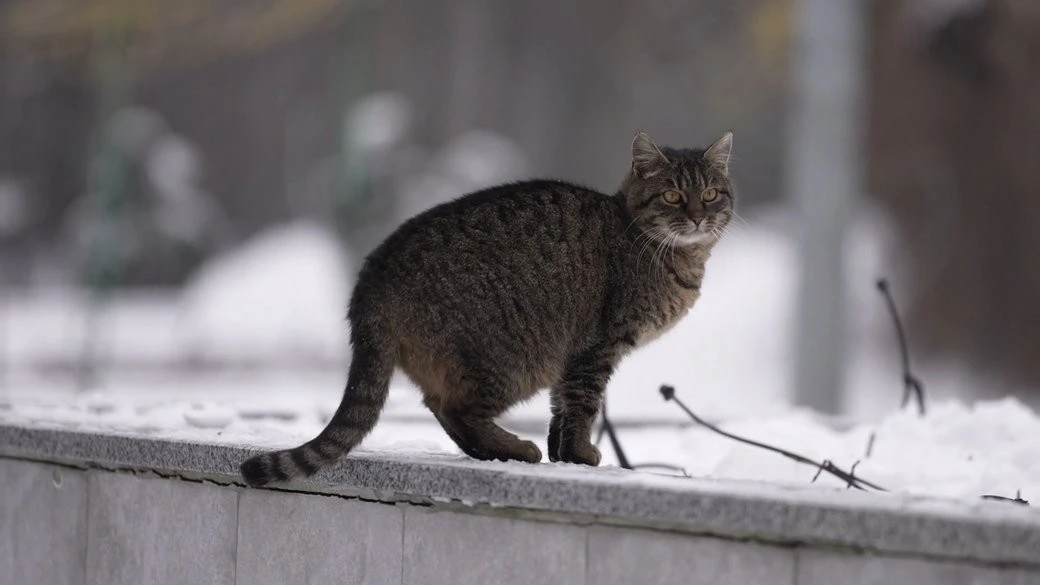 Сказ у приватному секторі Кам’янського: через зараженого кота в місті впровадили на карантин