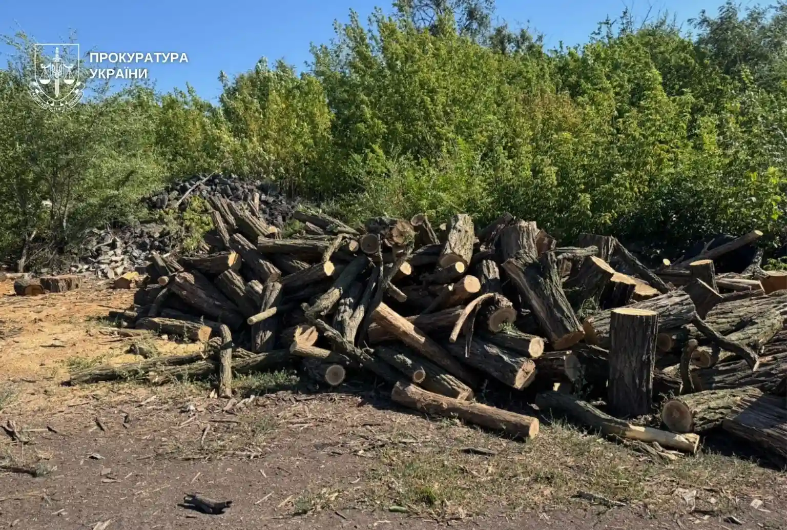 Незаконна вирубка на десятки мільйонів: у Кам’янському районі судитимуть організовану групу
