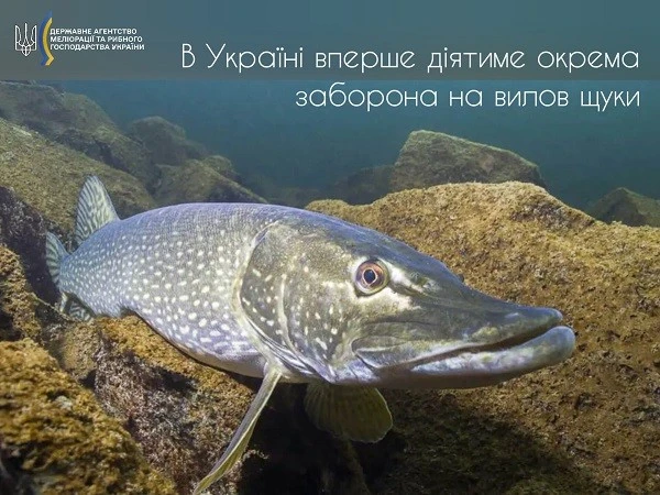 Рибалкам Кам’янського доведеться зачохлити спінінги: на Дніпрі стартує «режим тиші» для щуки