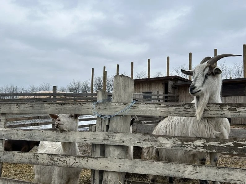 Зі світу війни у затишок: як шість кіз із Куп’янська знайшли новий дім під Дніпром