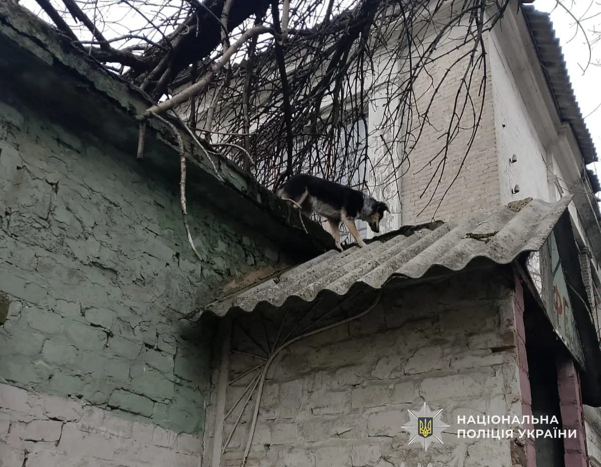 Ризикована доброта: у Кам’янському поліцейські знімали дитину та собак з аварійного даху