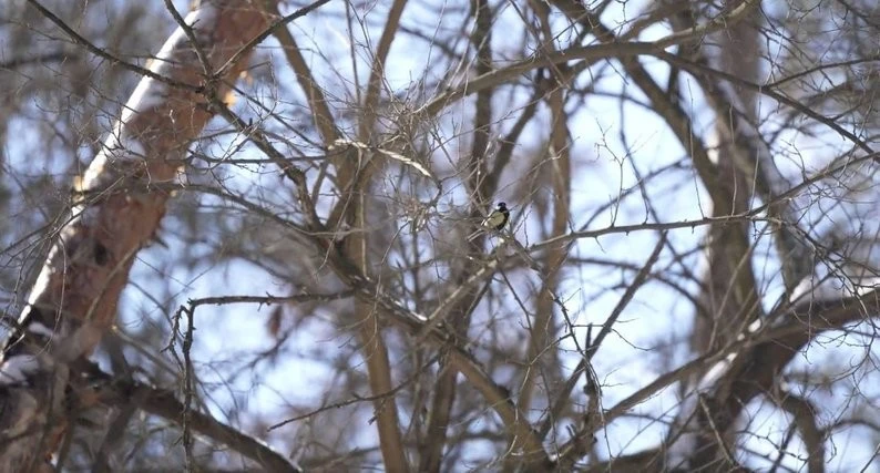 Як війна та кліматичні коливання змінюють життя Дніпровсько-Орільського заповідника