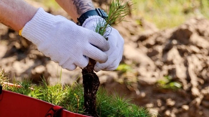 На Дніпропетровщині висадили живий меморіал на честь полеглих захисників