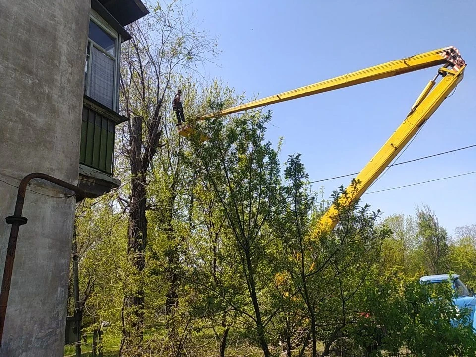 Безпека та омолодження: чому у Кам’янському масово обрізають дерева