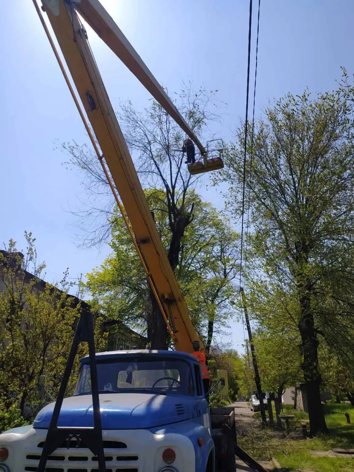 Безпека та омолодження: чому у Кам’янському масово обрізають дерева