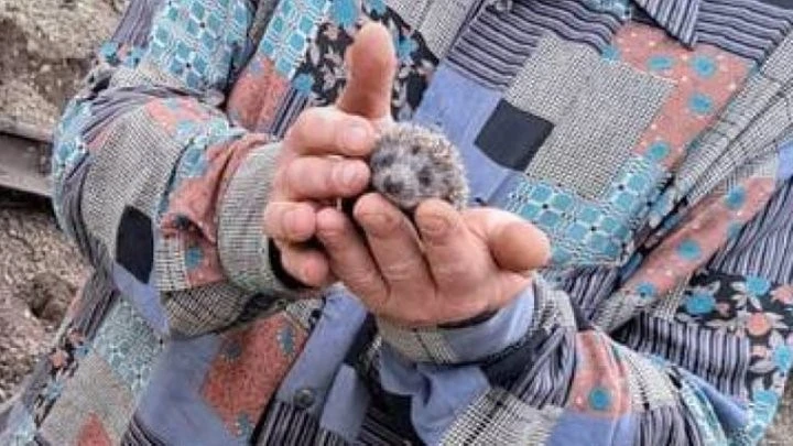 Нічний обстріл Дніпра: під уламками інфраструктури знайшли осиротілих їжаченят