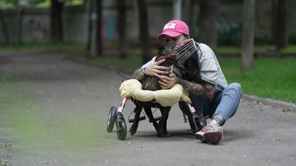 Людські клітини проти рідкісної хвороби: у Дніпрі рятують унікального пітбуля