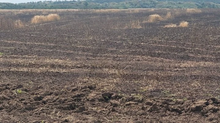 Півтора мільйона збитків та жнива під вогнем: як на Нікопольщині збирають хліб між мінами та дронами