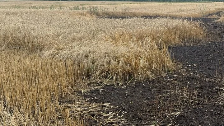 Півтора мільйона збитків та жнива під вогнем: як на Нікопольщині збирають хліб між мінами та дронами